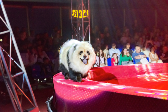 &TScy;&icy;&rcy;&kcy; &Vcy;&icy;&vcy;&acy;&tcy; &Vcy;&ocy;&rcy;&ocy;&ncy;&iecy;&zhcy; - &shcy;&ocy;&ucy; "&Bcy;&iecy;&lcy;&ycy;&iecy; &tcy;&icy;&gcy;&rcy;&ycy;"