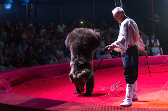 &TScy;&icy;&rcy;&kcy; &Vcy;&icy;&vcy;&acy;&tcy; &Vcy;&ocy;&rcy;&ocy;&ncy;&iecy;&zhcy; - &shcy;&ocy;&ucy; "&Bcy;&iecy;&lcy;&ycy;&iecy; &tcy;&icy;&gcy;&rcy;&ycy;"