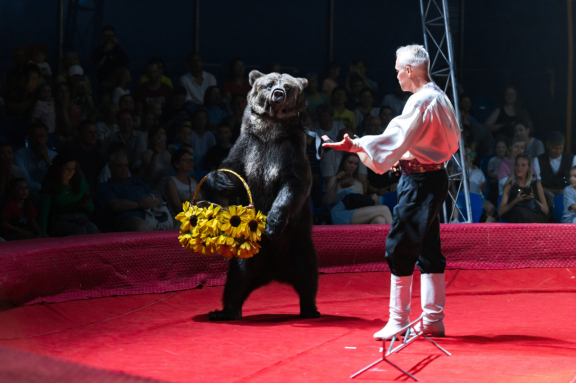 &TScy;&icy;&rcy;&kcy; &Vcy;&icy;&vcy;&acy;&tcy; &Vcy;&ocy;&rcy;&ocy;&ncy;&iecy;&zhcy; - &shcy;&ocy;&ucy; "&Bcy;&iecy;&lcy;&ycy;&iecy; &tcy;&icy;&gcy;&rcy;&ycy;"