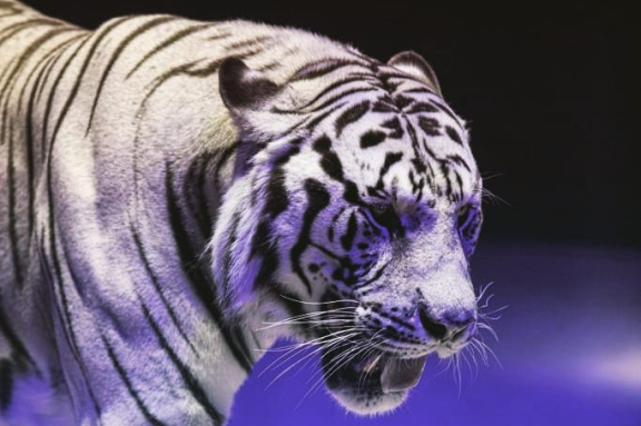 &TScy;&icy;&rcy;&kcy; &Vcy;&icy;&vcy;&acy;&tcy; &Vcy;&ocy;&rcy;&ocy;&ncy;&iecy;&zhcy; - &shcy;&ocy;&ucy; "&Bcy;&iecy;&lcy;&ycy;&iecy; &tcy;&icy;&gcy;&rcy;&ycy;"